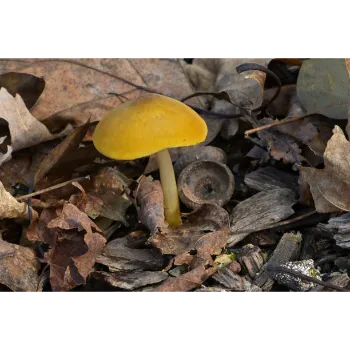 Mushroom (37)-2451300-22996.webp